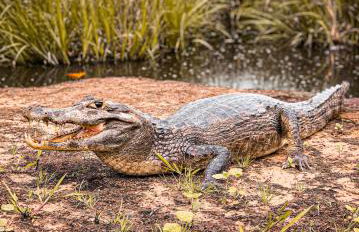 Pousada São João - Estrada Parque Pantanal - Photo 22