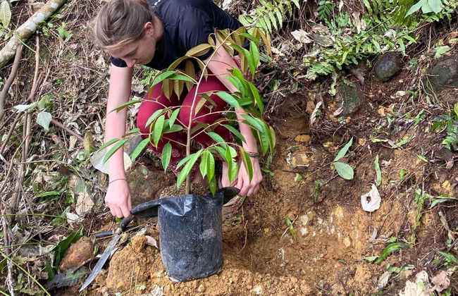 Observation d'orangs-outans à Gunung Leuser en 3 à 4 jours - Photo 6