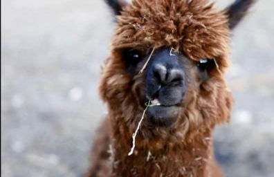 Rustic Log Cabin on Eco-Friendly Farm near Taos, New Mexico - Foto 14