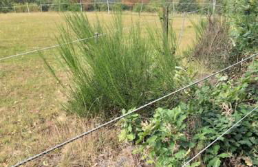 Holzhaus Chalet Nationalpark Eifel Hund willkommen - Foto 31