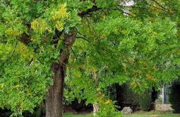 Villa Alta Rocca - Foto 11