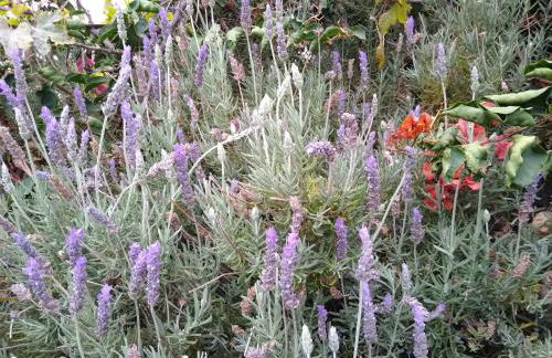 Casa Tigot - Foto 31