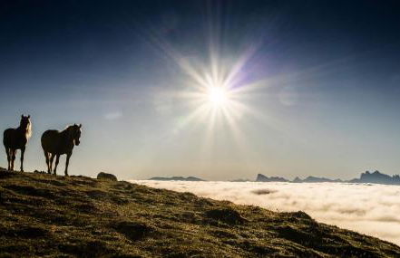 Hotel Residence Gasser - Foto 44