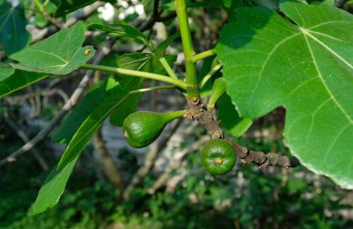 Ferienwohnung in charmantem Fachwerkhaus - Foto 23