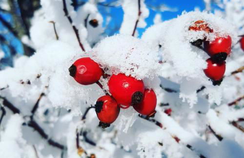 Appartamento Il Pungitopo - Foto 20