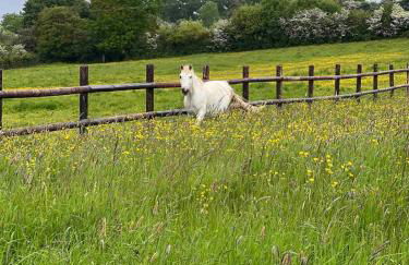 Gîte dans un petit haras - Foto 20