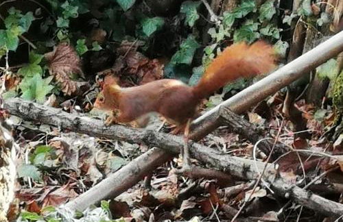 L'ile Des Prevots - Foto 18