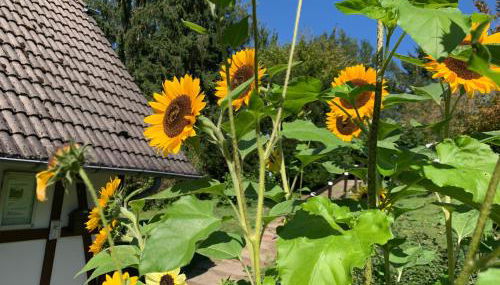 Die Kleine Ferienvilla Edersee - Foto 4, Garden