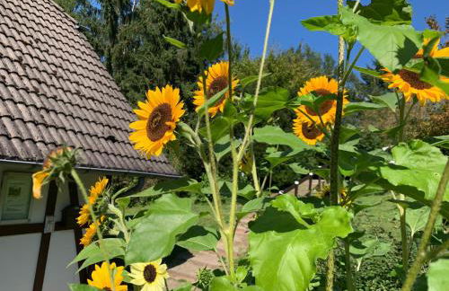 Die Kleine Ferienvilla Edersee - Foto 4