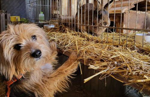 Ferienhof Gutmichel - Foto 13