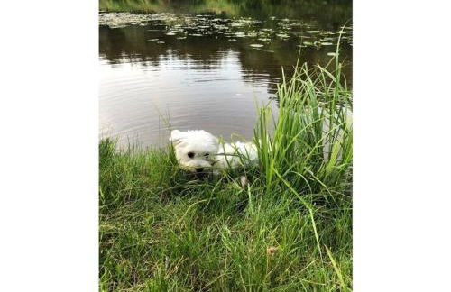 Lovely apartment in Putbus - Foto 18