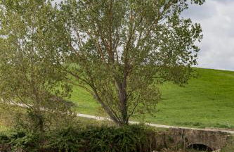 Agriturismo Tenuta Di Mensanello - Foto 25