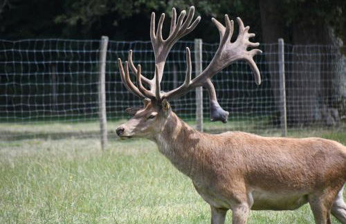 Gîte Le Bois Clairet - Foto 24