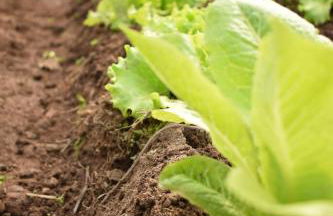 CR familiar PrimaVera Jarandilla de la Vera - Foto 37