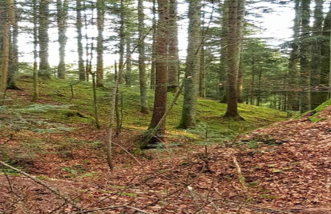 Charming Apartment, Harz Region - Foto 34