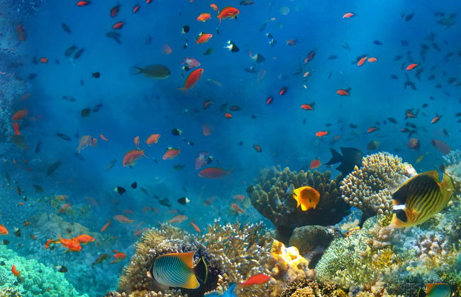 Porto dos Frades Night Snorkelling - Foto 1