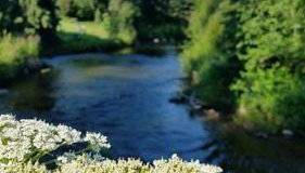 Moose Meadows- Near the airport, centrally located - Foto 4