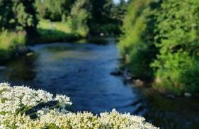 Alaskan WolfDen Close to airport centrally located - Photo 13