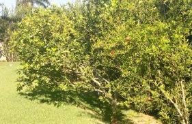 Linda Casa de Campo - Próximo à SP - Wi-Fi grátis - Photo 51