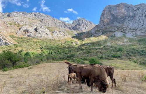 Los Toriles - Photo 15