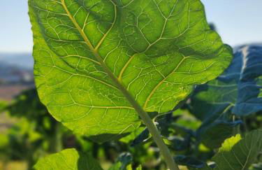 Casa da Mata - Foto 50