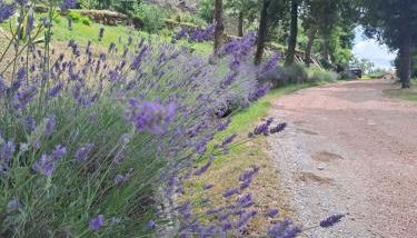 ABBAZIA DI VALLINGEGNO - Foto 2, Garden, Garden view