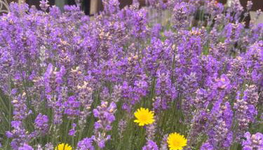 Domek Lawendowe Zacisze - Foto 3