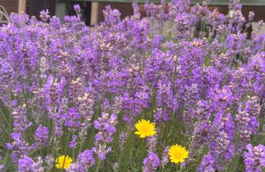 Domek Lawendowe Zacisze - Foto 3