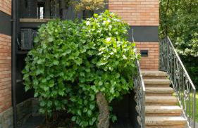 Majordoms Baseia - jardí i accés privat a La Fageda - Photo 39