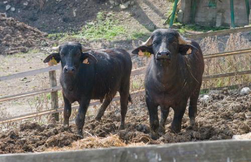 Agriturismo Alla Vecchia Quercia - Foto 79