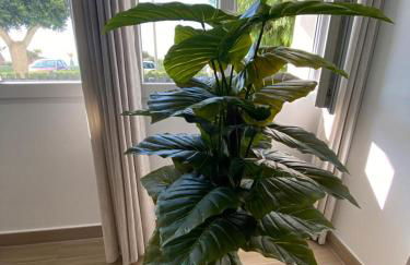 Sea Escape - Photo 12