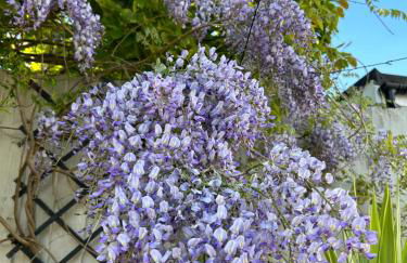 Sea Song Cottage - Foto 35