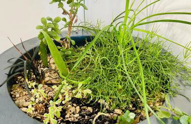 Manda Gradac - Foto 11