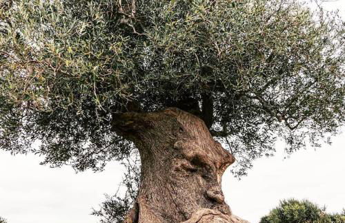 Casa Tramonto - Foto 44