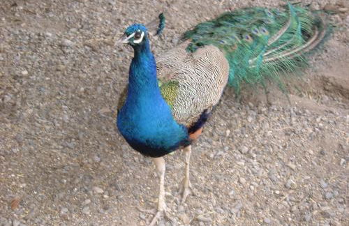 LE GRAND PARIS LA MAISON DE VACANCES - Foto 13