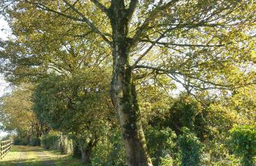 The Shepherds Hut - Foto 14