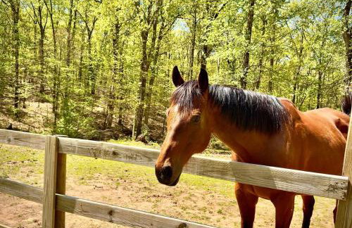 King Suite & Bunkhouse - Deer Camp - WiFi - Grill - Foto 24