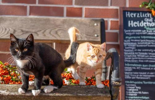 Heidehof Oberhaverbeck - Foto 42