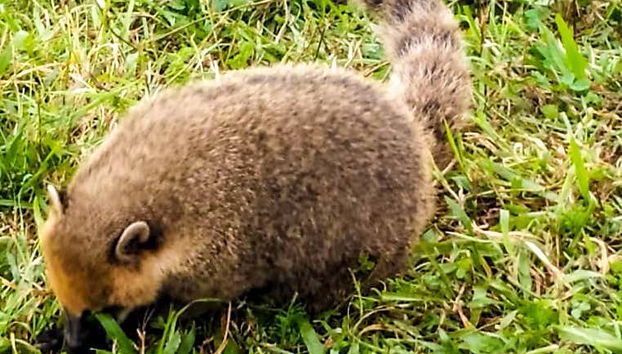 Conociendo a la fauna local