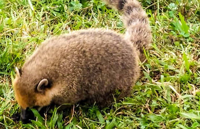 Escursione a Urubici e Serra do Río do Rastro - Foto 3