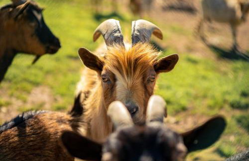 Aldeias do Zêzere-Pátio dos Caseiros - Foto 26