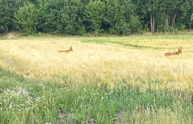 4 Person Holiday Home in Hallevadsholm-by Traum - Foto 7