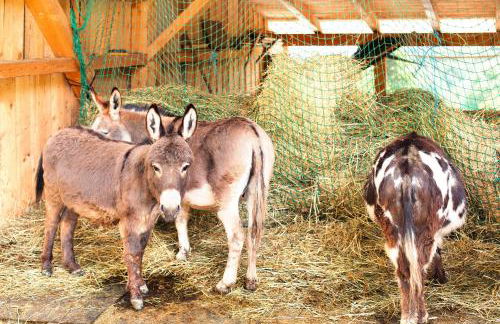 Tinyhaus 1 - Foto 15