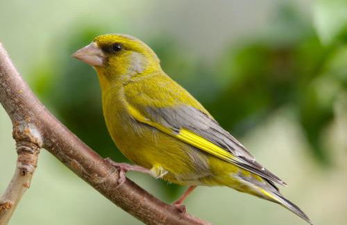 Verde Verdilhão Villa - Foto 4