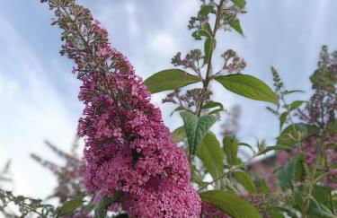 Ferienwohnung Sonnenblick und Relax - Foto 22