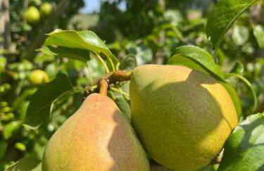 La Truffe Rose - Foto 41