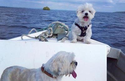 Dulrush Self-Catering Lodges - Foto 32