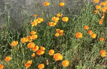 Maison sainte marie de ré - Foto 11