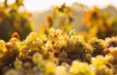 Ktimata Evdoxia - Foto 17