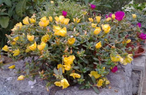 Apartments Villa Elizabet - Foto 60